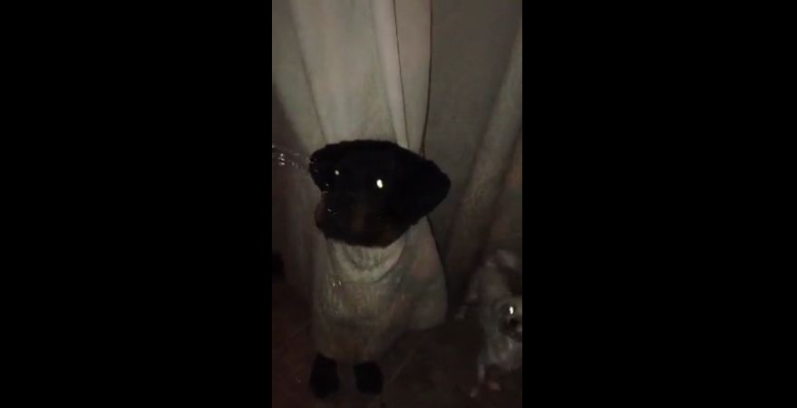 When This Puppy Plays Hide-And-Seek, He Really Goes All Out…