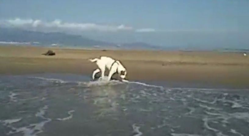 This Huge Mastiff Is Just A Big Baby When It Comes To Waves Crashing Ashore