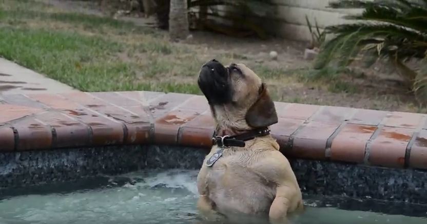 Don’t Even THINK About Trying To Take This Dog’s Prime Spot In His Hot Tub