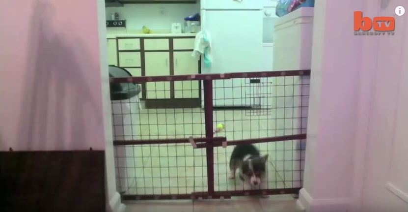 One Man Couldn’t Figure Out How His Corgi Was Escaping…So He Set Up A Camera