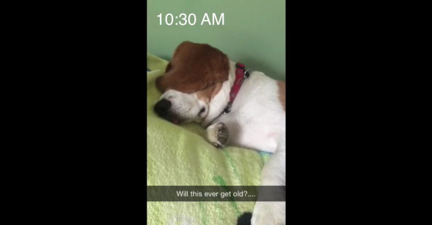 When You See This Dog’s Reaction To Hearing The Word ‘Walk’ You’ll Be In Stitches