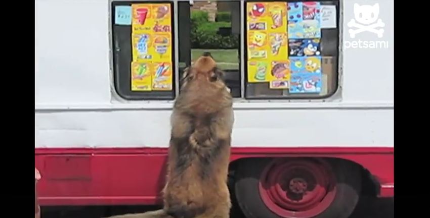 This Dog Will Do ANYTHING for Ice Cream