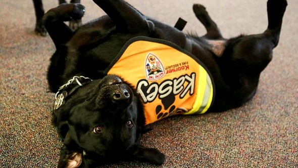 Black Labs Stop, Drop, & Roll to Teach Kids Fire Safety