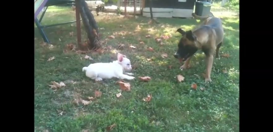 Puppy “attacking” bigger dogs compilation