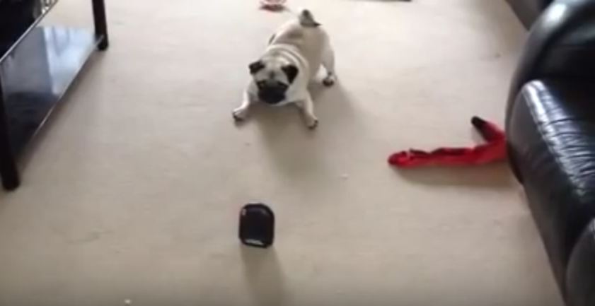 This Pug Just Met His New Enemy…And It’s The Most Ridiculous Inanimate Object