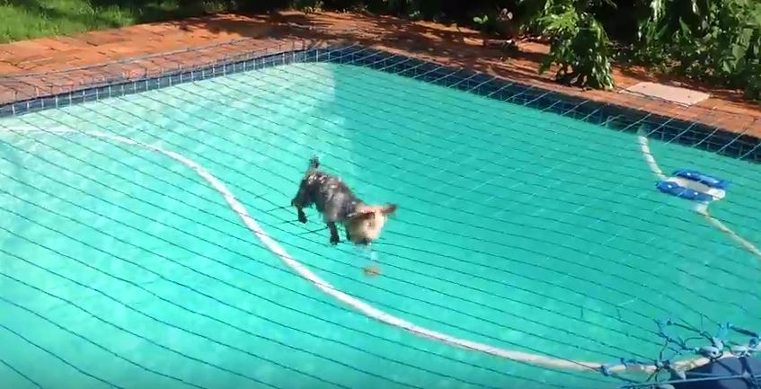 Watching This Pup Try To Get His Ball Back From Under The Pool Net Is The Best