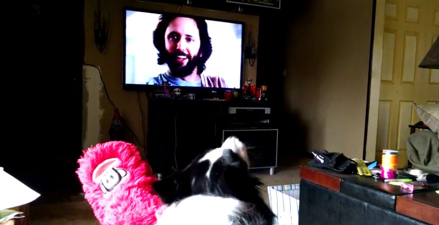 When This Dog Sees His Favorite Commercial, He Reacts In The Most Hilarious Way