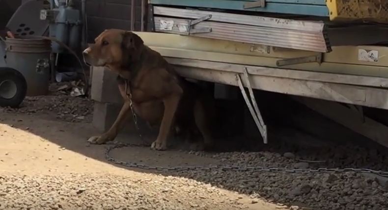 Man Rescues This Dog From A Horrible Life Of Cruelty And His Reaction Says It All