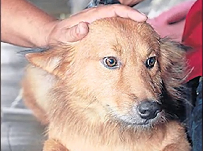 He Brought A Plastic Bag Home From The Dump…They Couldn’t Believe What Was In It