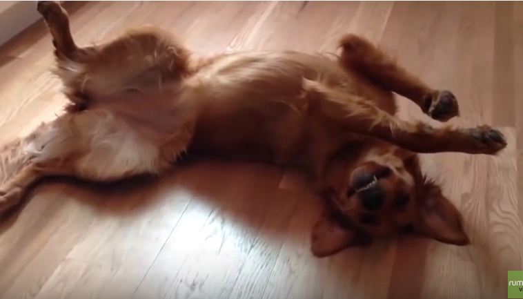 Golden Retriever Throws Hilarious Tantrum When She Can’t Go To The Park