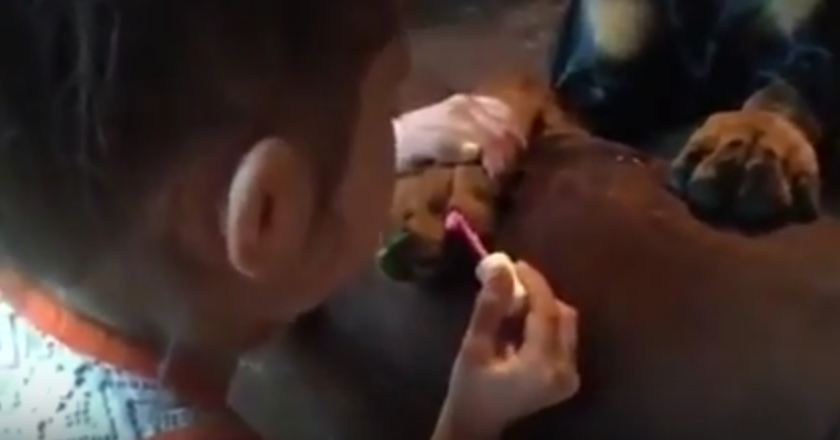 Doberman Patiently Gets His Nails Done By A Little Girl