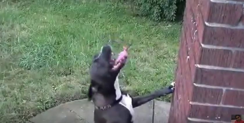 What This Dog Did When It Started To Rain Had His Owners Laughing Hard