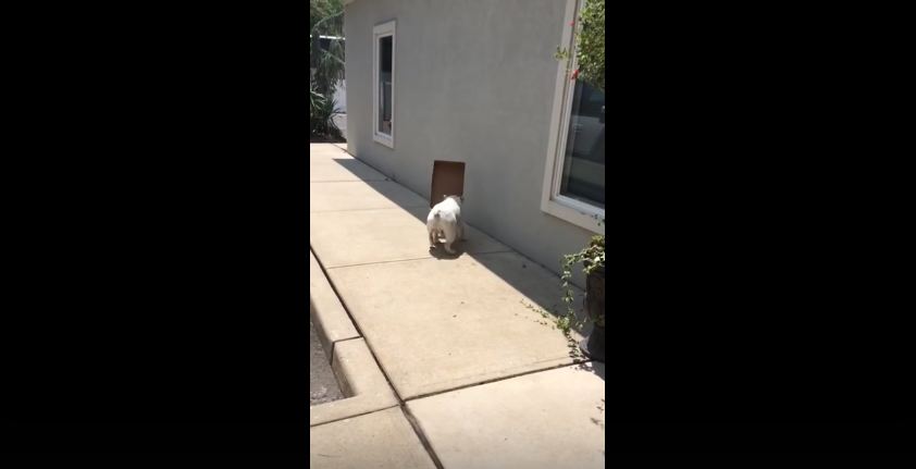 He Found His New Favorite Toy…Despite Drawbacks, He Isn’t About To Give It Up