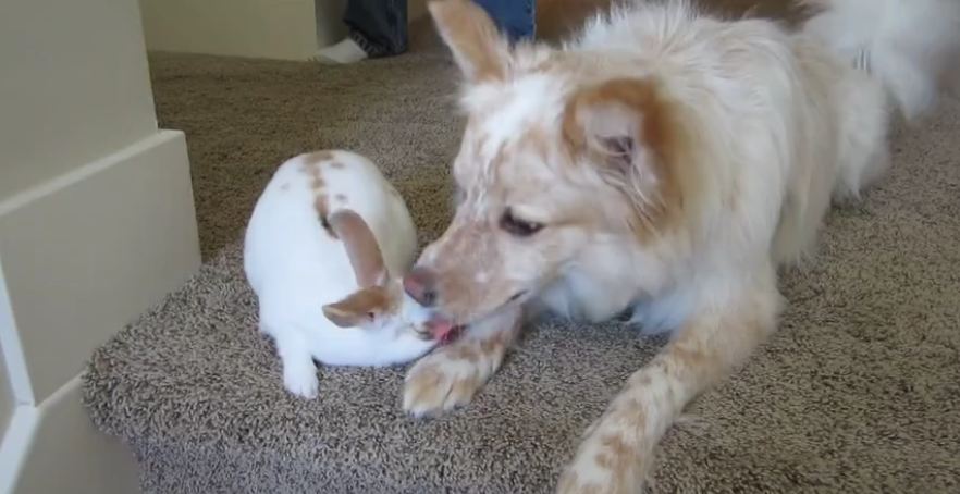 Loving dog kisses new baby bunny