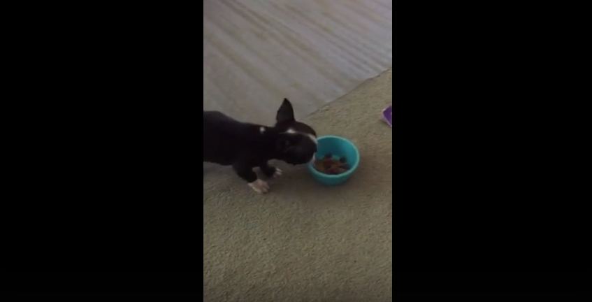 This Tiny Puppy Didn’t Trust The Other Pets Around His Food, So He Did This With His Bowl…