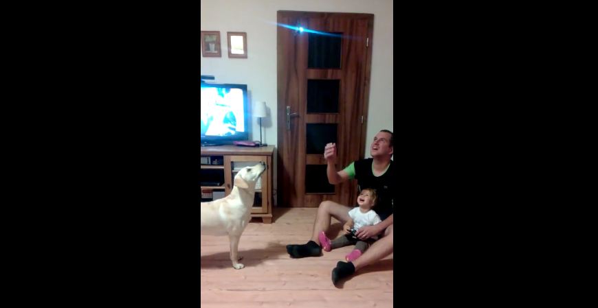Dog vs remote controlled helicopter