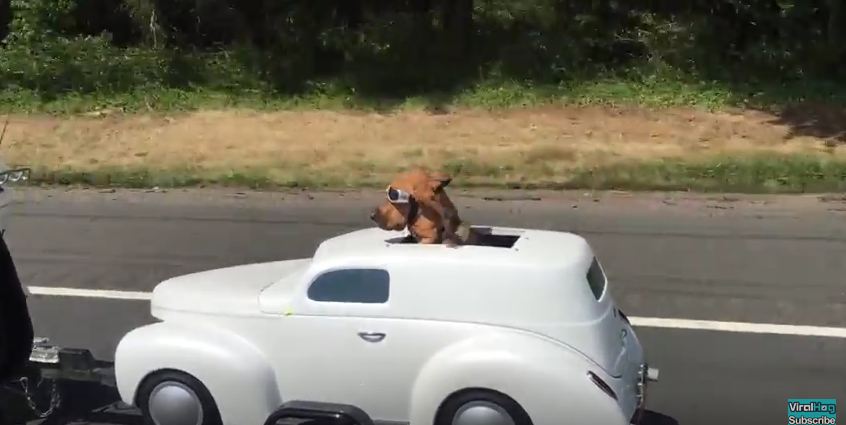 What Do You Do When You’re On A Motorcycle But Want To Bring Fido Along? THIS