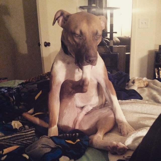 This Silly Dog Has An Absurd And Totally Hilarious Guilty Habit