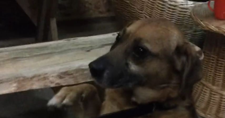 Smart dog sits and gives paw on command