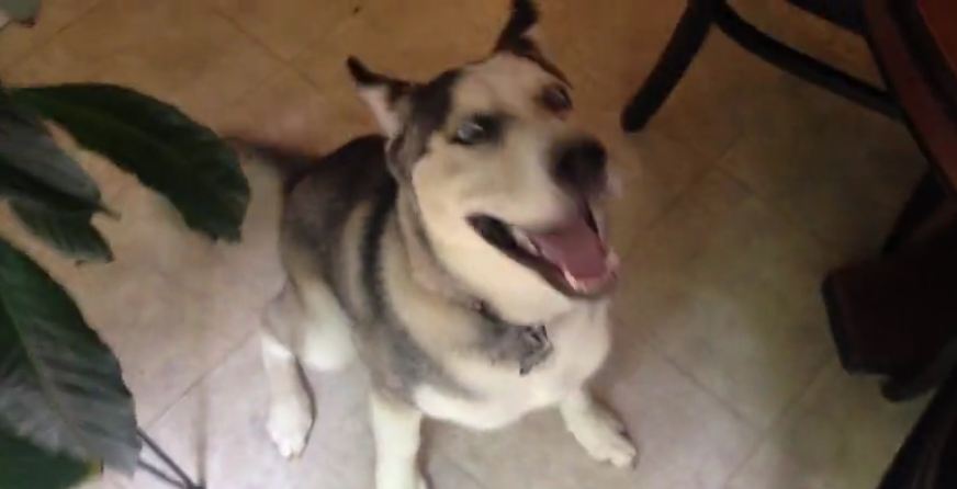 When He Catches His Bad Dog, The Husky Refuses To Go Down Without A Fight