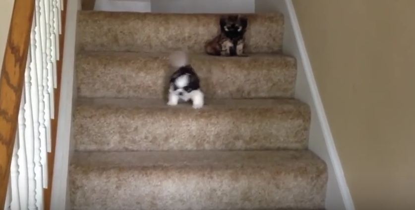 This Puppy Had No Trouble Going Down The Stairs, But Her Sister Needed Some Help