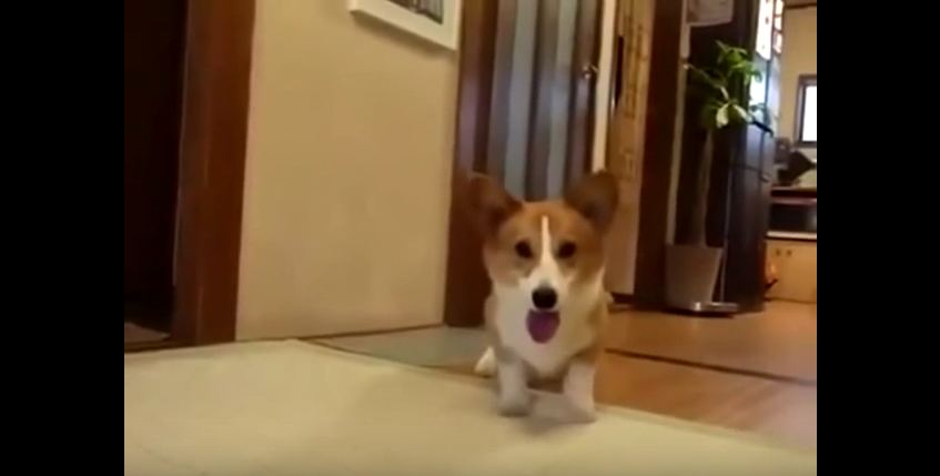When This Corgi Plays Fetch, He Really Gets Into It – He Even Has A Dance!