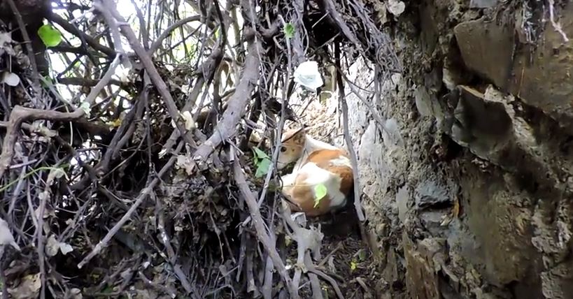 They Found A Traumatized Dog Stuck In A Shrub. The Reason Why Shocked Them.