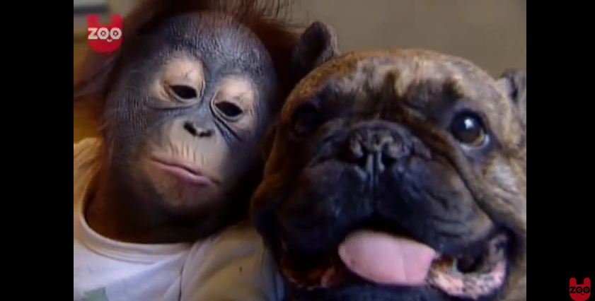 Orphaned Baby Orangutan Has A New Babysitter