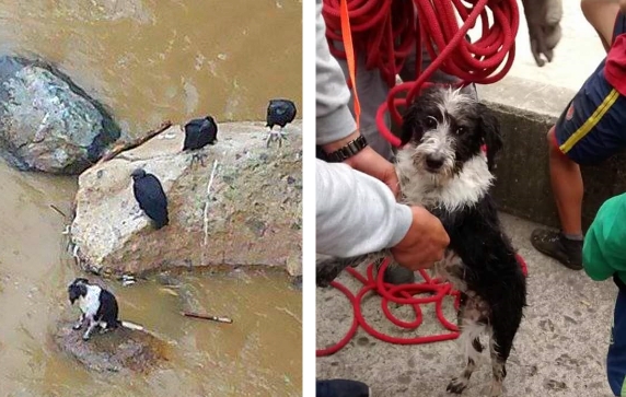 Commuter Saves Dog Thrown in Medellin River