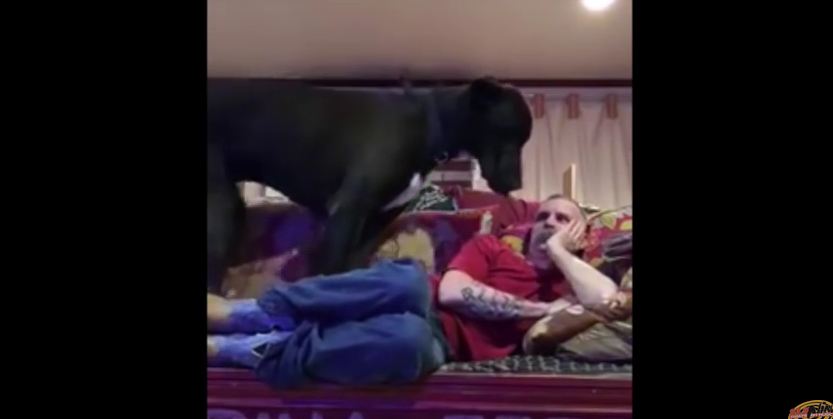 Adorable Great Dane Refuses to Let Owner Relax on the Couch