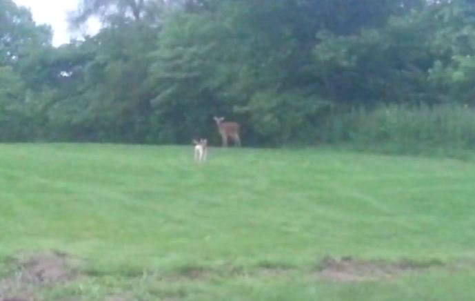 Their Dog Ran Up To A Wild Deer And What Happened Next Broke The Laws Of Nature