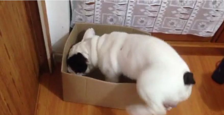 French Bulldog channels inner cat with new box