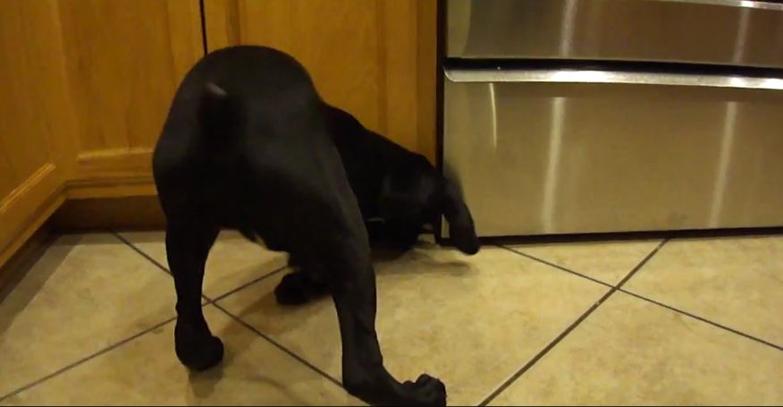 They Dropped An Ice Cube On The Kitchen Floor…And Adorable Magic Happened