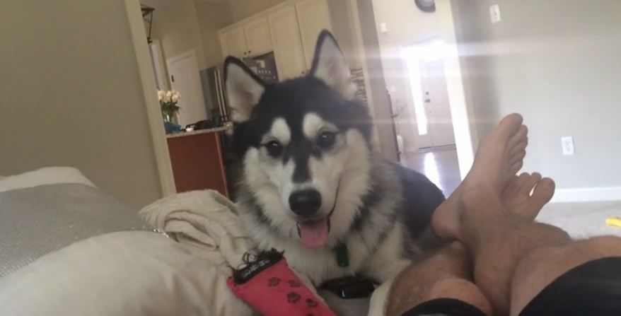 This Hilarious Husky Dog Wants To Play…Or, Wait, Does He?