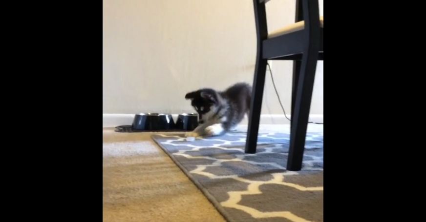 Husky puppy adorably plays with an ice cube