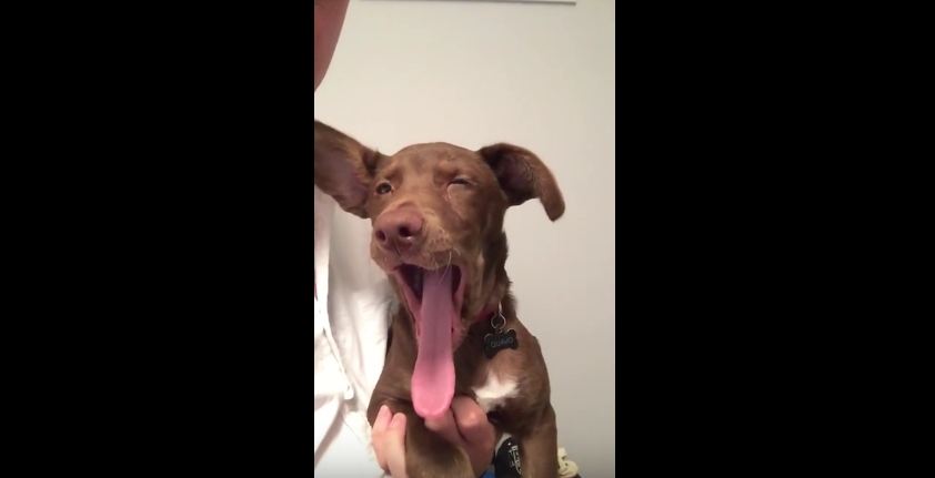 You Will Definitely Smile When You See This Compilation Of Puppy Yawns