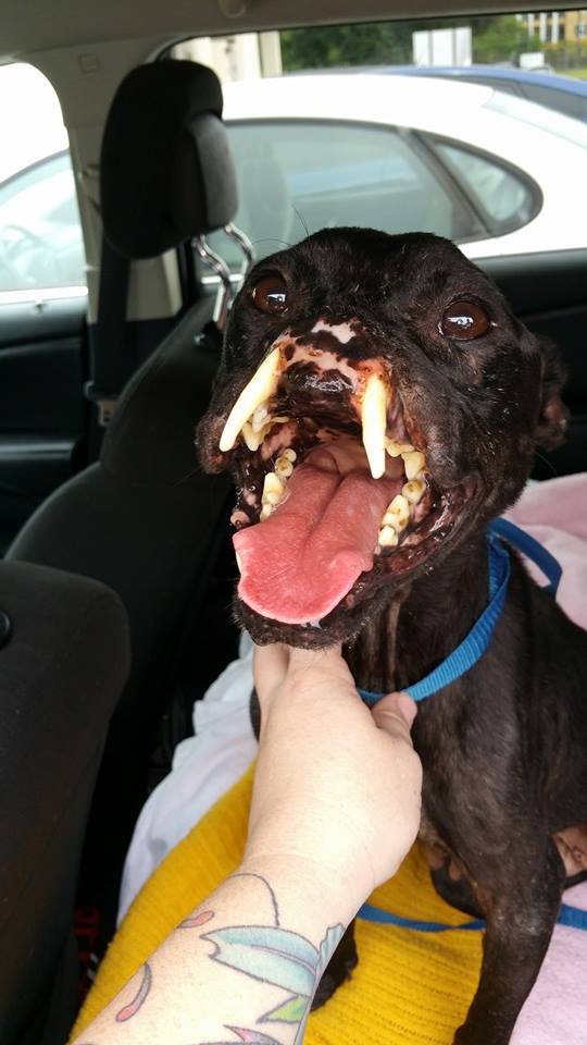 Woman Who Found Pitbull With Half A Face Lying On Her Lawn Gives Her The Life She Deserves