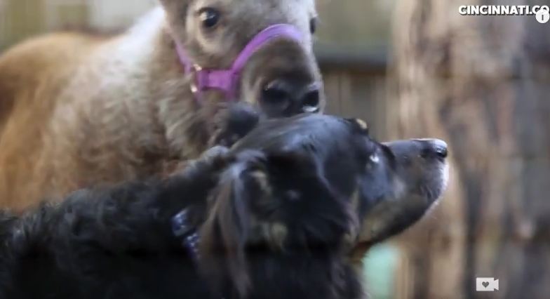 This Sweet Dog Takes Care Of Orphaned Animals At The City Zoo