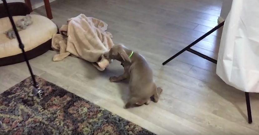 Clumsy Puppy In Slow Motion Is Too Cute For Words