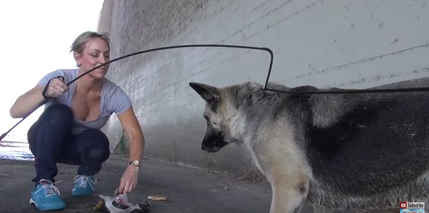 Scared German Shepherd Rescued From Los Angeles River