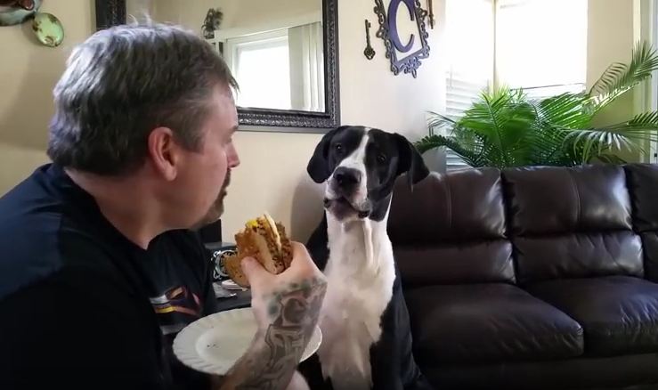 This Great Dane Is VERY Upset That His Dad Won’t Share His Sandwich With Him