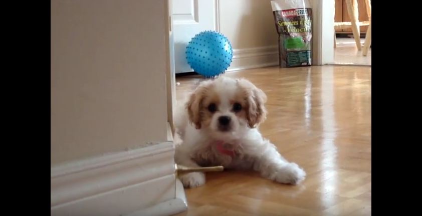 What Happens When A Puppy Discovers A Doorstopper? An Epic Battle Of Cuteness