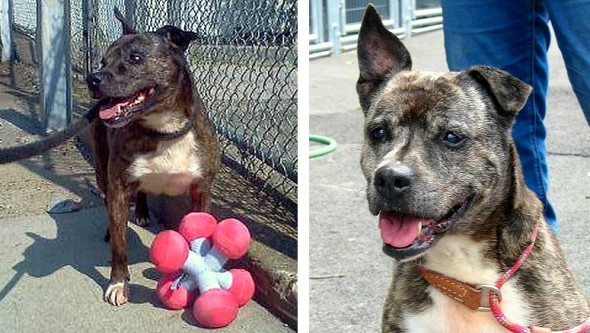 Loving Shelter Dog Still Waiting for a Home After 11 Years