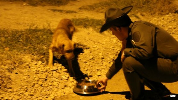 Police Officers Work Overtime Helping Stray Dogs