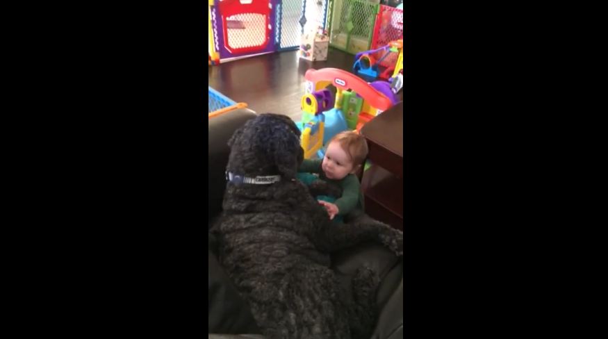 When His Friend Starts Squealing, This Pup Has The Best Reaction!