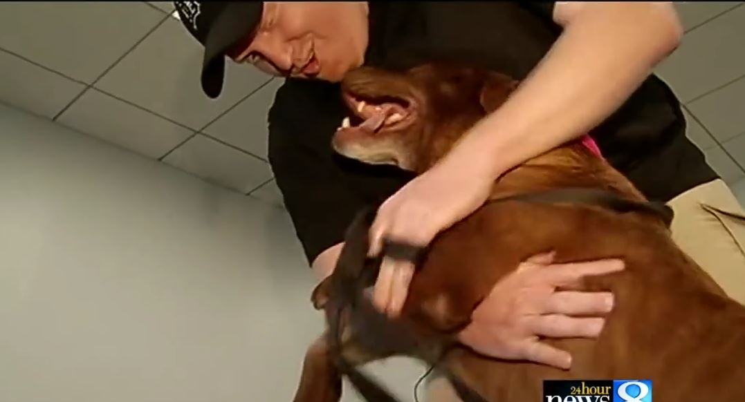 What A Memorable Reunion Between Dog And Owner! Their Bond Is Inspiring.