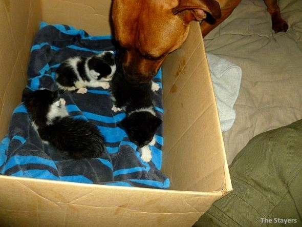 Cat-Chasing Male Pit Bull Adopts Abandoned Kittens