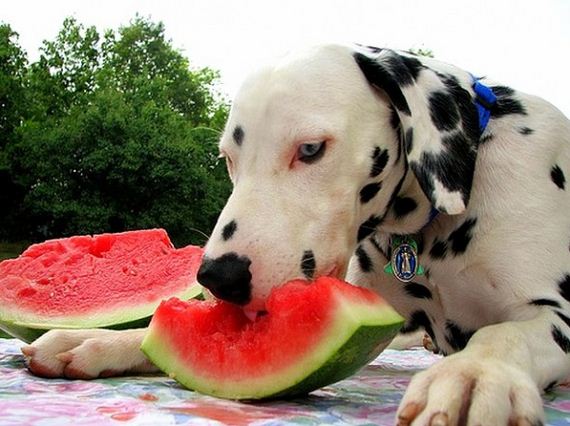 02-Dogs-Who-Have-Really-Enjoyed-Summer