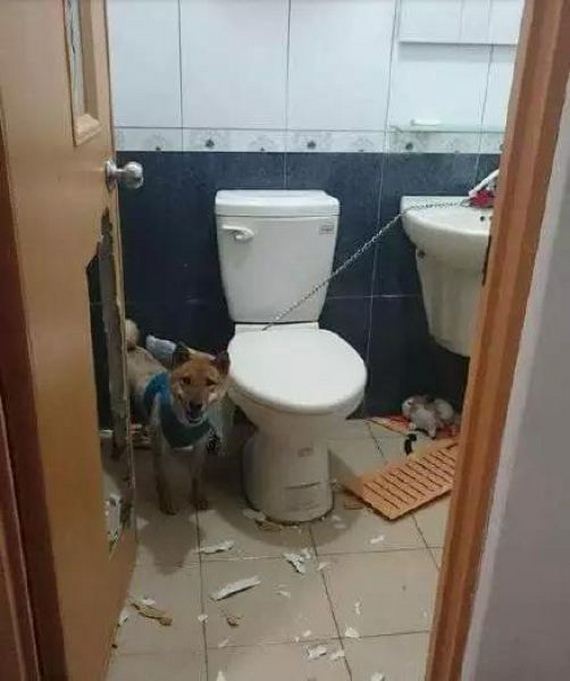 Locking A Dog Up In A Bathroom Is A Horrible Idea