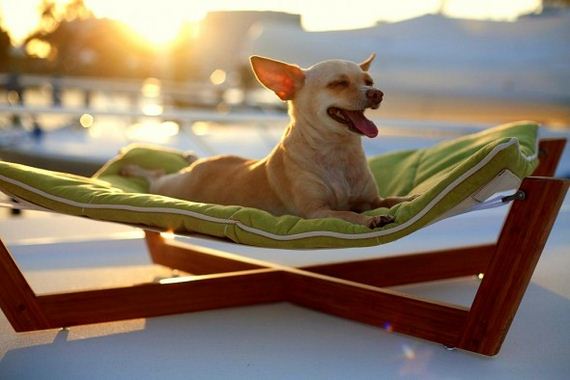 03-Dogs-Who-Have-Really-Enjoyed-Summer